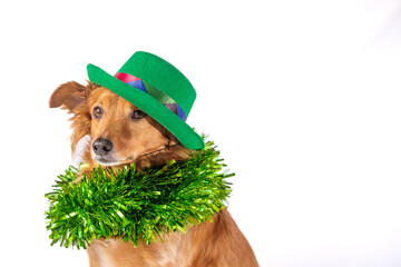 Adorable dog dressed in green celebrating Ireland's Saint Patrick's Day