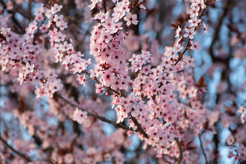 Cherry tree in the bloom
