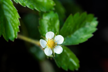 Strawberry flower