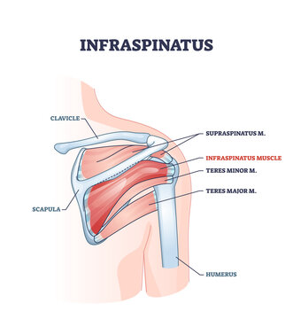 infraspinatus muscle and bone skeletal structure in human shoulder outline diagram. Labeled educational scheme with supraspinatus, teres minor and major inner physical body parts vector illustration.