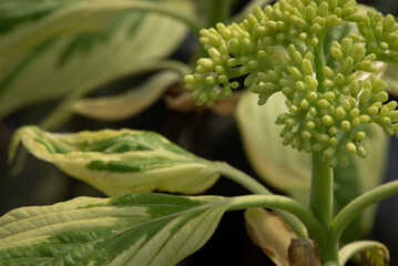 Obraz premium close up of hyacinth
