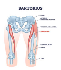 Sartorius muscle description with medical bones structure outline diagram. Labeled educational and anatomical scheme with skeletal physiology and muscular location in human leg vector illustration.