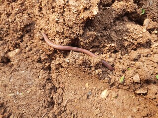 Earthworm on the soil. A earthworm is a terrestrial invertebrate that belongs to the phylum Annelida. They are found all over the world. Earthworms are commonly found in soil and water. 
