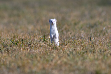 Hermelin im Winterkleid