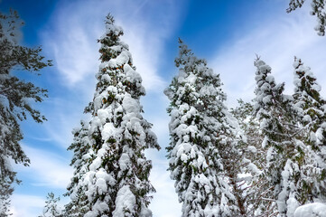 White frozen fir trees littered with hoarfrost and snow against a beautiful sky. Picture for the desktop. Picturesque winter scene.