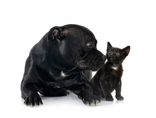 staffordshire bull terrier and kitten