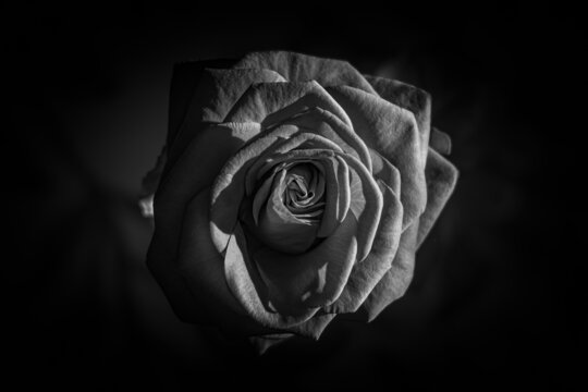 black and white rose seen from above. rose in the dark