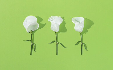 Surreal composition made of three fresh plant stems with white crumpled plastic cups as flower...