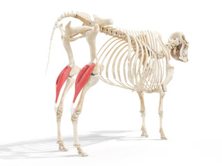 3d rendered anatomy illustration of the cows muscles - the gastrocnemius