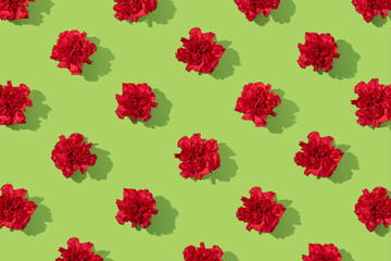 Fototapeta premium Floral pattern made of blossom red carnation flowers on vibrant green background. Creative spring or summer layout. Sunlit shadows.