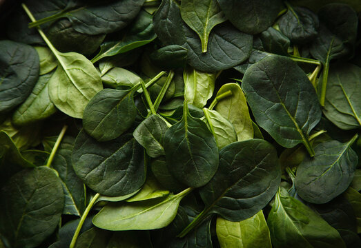 Fresh baby- spinach leaves, close up, low key.
