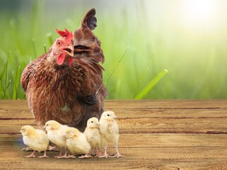 Hen with chickens outdoors on a pasture in the sun. Organic poultry farm. nature farming.