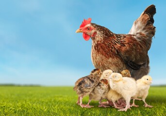 Hen with chickens outdoors on a pasture in the sun. Organic poultry farm. nature farming.
