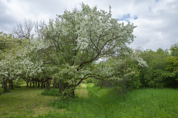 Blooming orchard with white apple trees in the middle of green meadow on sunny spring day