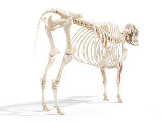 3d rendered anatomy illustration of the cows muscles - the lateral digital extensor