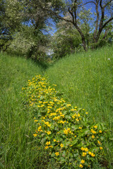Ditch grown by blooming yellow marsh-marigold running through the green meadow and blooming orchard on sunny spring day. White clouds in a blue sky