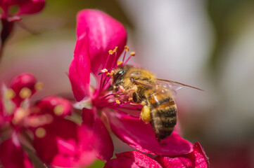 Closeup of bee collecting honey from pink cherry tree flower