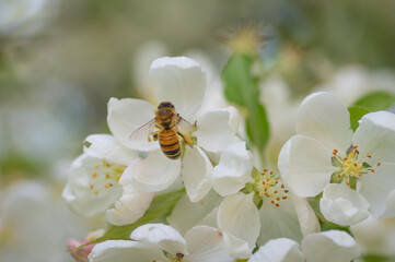 Closeup of bee collecting honey from white blooming apple tree flowers
