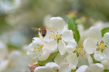 Closeup of bee collecting honey from white blooming apple tree flowers