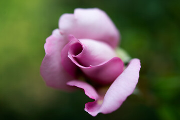 Beautiful purple rose with shallow depth of field to make it look Dreamy and soft