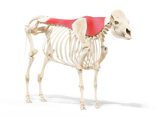 3d rendered anatomy illustration of the cows muscles - the longissimus