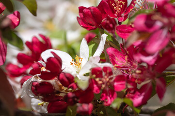 Closeup of white and red cherry tree flowers. Focus on white flower in the center
