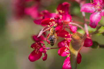 Closeup of bee collecting honey from pink cherry tree flower