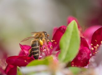 Closeup of bee collecting honey from pink cherry tree flower
