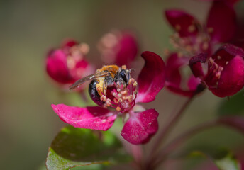 Closeup of bee collecting honey from pink cherry tree flower