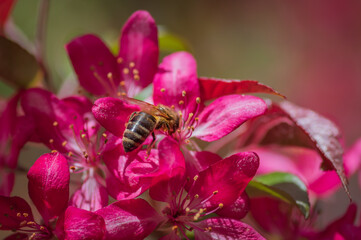 Closeup of bee collecting honey from pink cherry tree flower