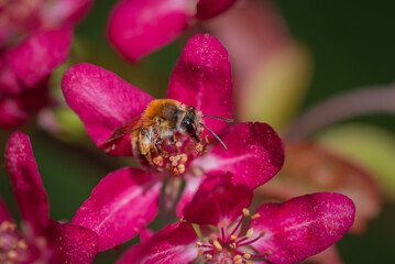 Closeup of bee collecting honey from pink cherry tree flower
