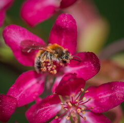 Closeup of bee collecting honey from pink cherry tree flower
