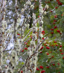 Long Old Mans Beard Lichen Hangs from a Silver Birch Tree.  A pleasing Composition with Rowan Berries adding colour.