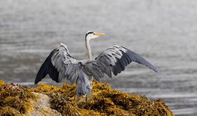 Grey Heron (ardea cinerea) wings spread in a Scottish Sea Loch