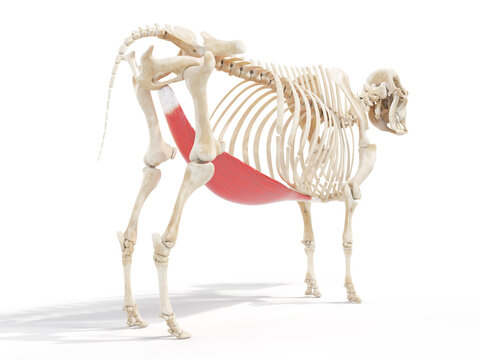 3d rendered anatomy illustration of the cows muscles - the rectus abdominis
