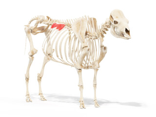 3d rendered anatomy illustration of the cows muscles - the serratus dorsalis