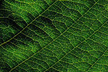Macro shot of a Green Leaf Patterned texture showing the veins of a leaf with light from the back to enhance the patterns and the beauty in nature