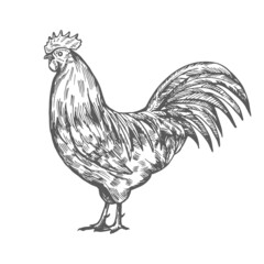 Hand drawn rooster sketch © zhenyakot