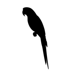 Silhouette of a macaw parrot © zhenyakot
