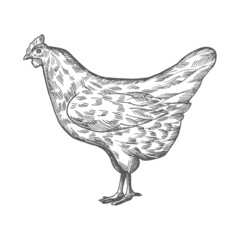 Vector chicken sketch