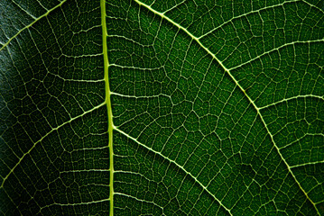 Macro shot of a Green Leaf Patterned texture showing the veins of a leaf with light from the back to enhance the patterns and the beauty in nature