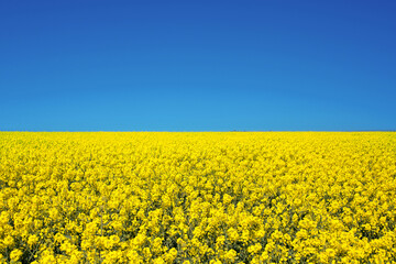 Field of colza rapeseed yellow flowers and blue sky, Ukrainian flag colors, Ukraine agriculture illustration - obrazy, fototapety, plakaty