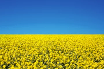 Gordijnen Veld van koolzaad gele bloemen en blauwe lucht, Oekraïense vlag kleuren, Oekraïne landbouw illustratie © Delphotostock
