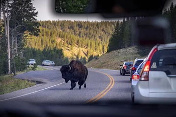 Foto op Plexiglas Een bizon dwaalt door het verkeer in het Yellowstone National Park. © Cavan