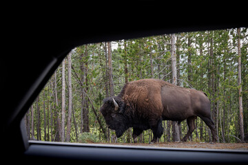 A bison alongside the highway in Yellowstone National Park. © Cavan