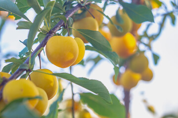 A branch with yellow plum and leaves in the orchard