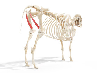 3d rendered anatomy illustration of the cows muscles - the quadratus femoris