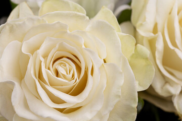 Macro photo of white rose petals. Floral background.