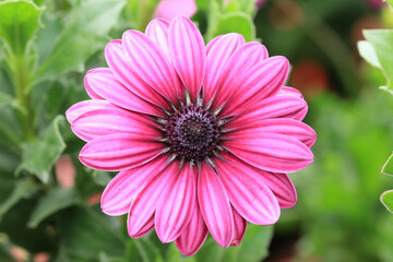 Obraz premium Blue-eyed Daisy(African Daisy,Cape Daisy,Spoon Daisy,South African Daisy),close-up of beautiful red with pink daisy flowers blooming in the garden 