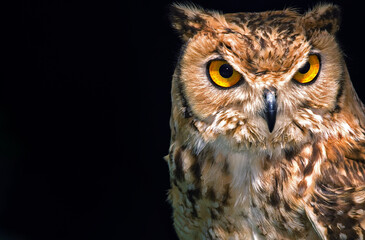 A Horned Eagle Owl Bird of Prey